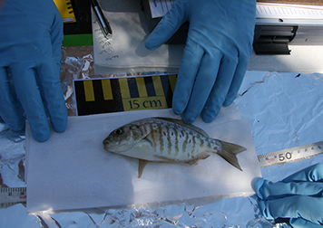 Fish being measured on a table.