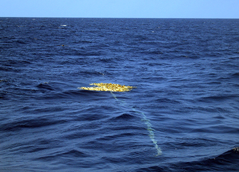 Derelict fishing net floating in the open ocean.