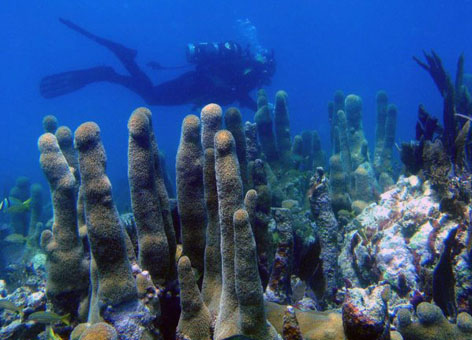 A diver explores coral in the Florida Keys National Marine Sanctuary.