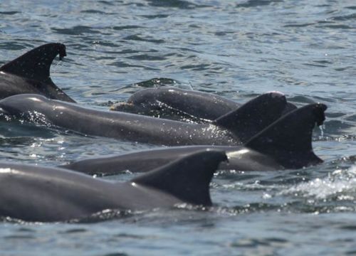 Group of dolphin fins at ocean surface.