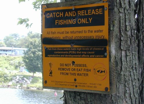 Catch and release fishing sign nailed to a tree by a river.