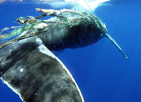 Tail-view of humpback whale tangled in rope and nets underwater.