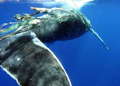 Blue whale gets tangled in fishing net