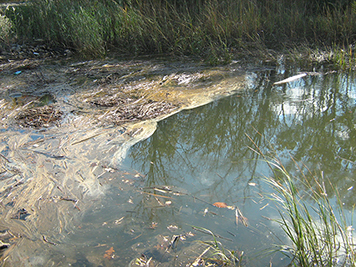 Oil mixed with vegetation in the marshes affected by the Motiva spill.