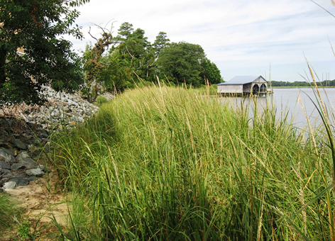 The restored shoreline near the Indian River Power Plant is revegetated.
