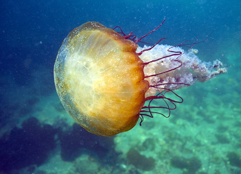 A jellyfish drifting through Monterey Harbor.