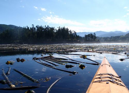 Front of a kayak pushing through floating wood in the Strait of Juan de Fuca.