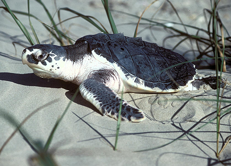 Kemp's Ridley sea turtle on a beach in Texas.