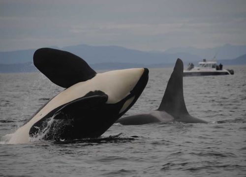 Two killer whales (orcas) breach in front a boat.
