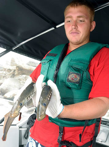 A tribal member holds two lampreys in his hands.