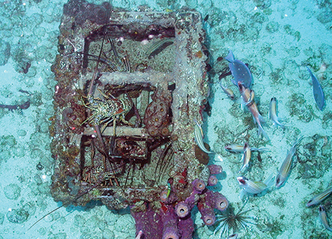 Lobsters and fish on a derelict trap on the ocean floor.