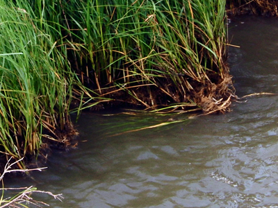 Photo: Oiled Louisiana marsh.