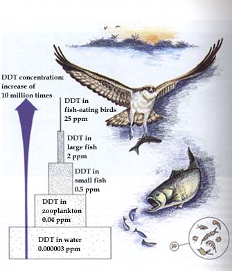 How the pesticide DDT is magnified as it moves up the river food chain.