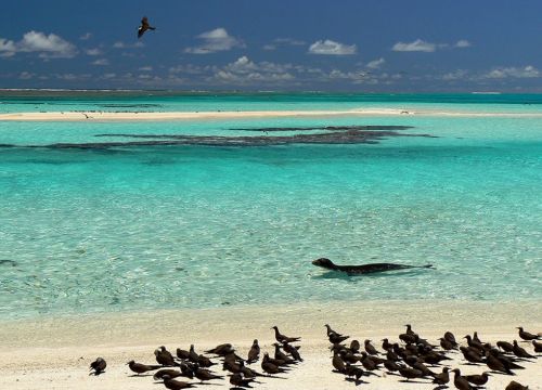 A young monk seal and birds on the beach of French Frigate Shoals.