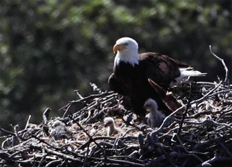 Bald Eagle adult and chicks in the Pelican Harbor nest on Santa Cruz Island.