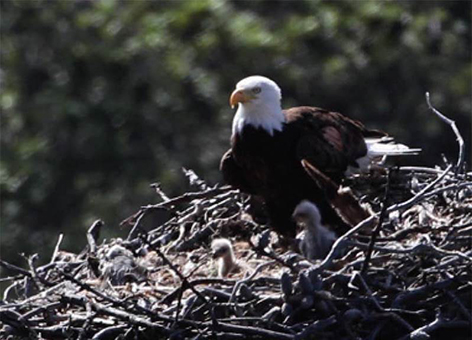 Wildlife Webcams Bring NOAA Restoration Projects Live to You