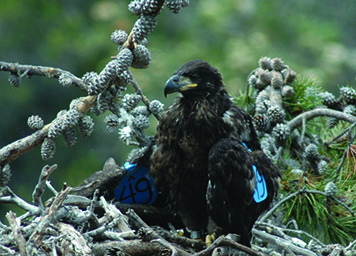 A photo of Bald Eagle A-49, also known as "Princess Cruz," in her nest.