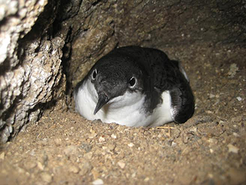 Adult murrelet sitting in a burrow.