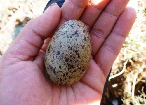 Person's hand holding the speckled egg of a Scripps's Murrelet.
