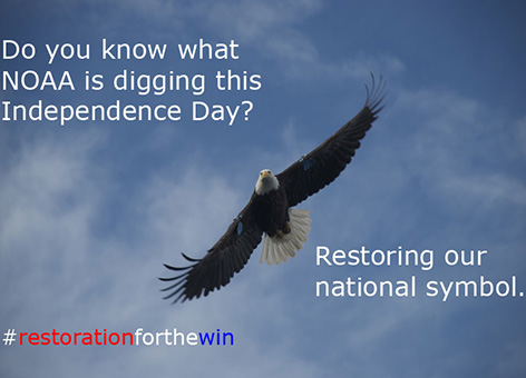 Bald Eagle in flight with text, Restoring our national symbol.