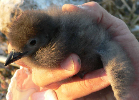 Seabird chick in a person's hand.