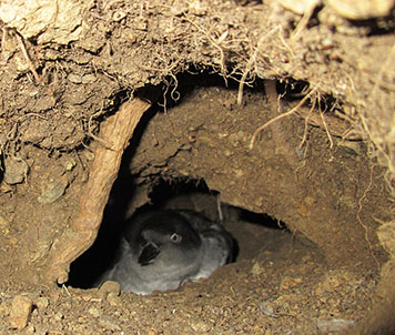 Adult seabird nesting underground in a dirt burrow.