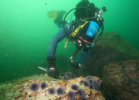 A volunteer diver removes urchins from an urchin barren in southern California.