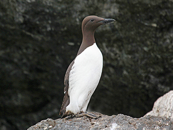 Common murre with breeding plumage.
