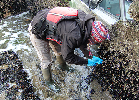 Person scraping mussels off intertidal rocks at Hat Island.