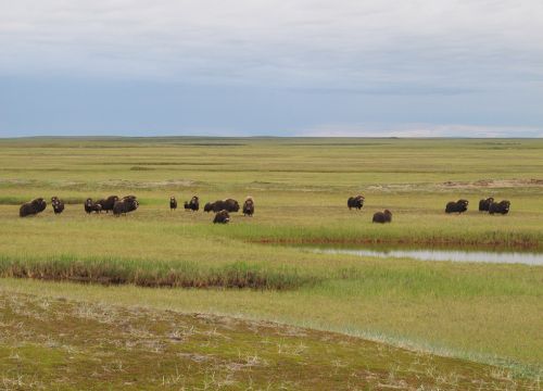 Muskoxen near the scientists' field camp on Alaska's Espenberg River. 