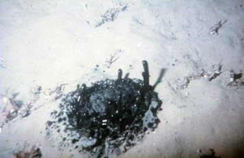 Multiple seeps release oil on the seafloor near Coal Oil Point, California.