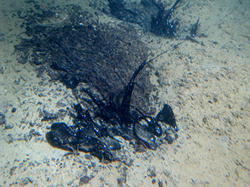 Dark, thick oil seeps out of the ocean floor sediments.