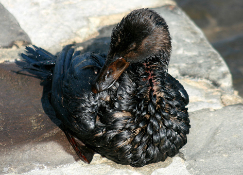 Oiled sea duck.