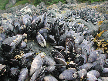 Pacific blue mussels (Mytilus trossulus) line a rocky shoreline.