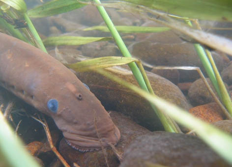 Pacific lamprey