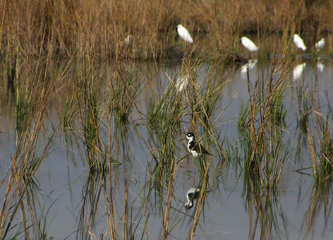 A black-necked Stilt and Snowy Egrets in the restored wetland habitat. 