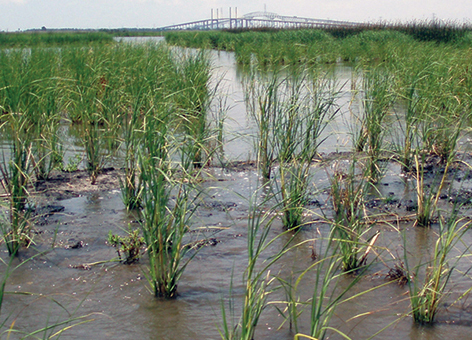 Wetland grasses replanted in Texas.