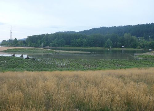 Newly planted wetland vegetation on the bank of a river.