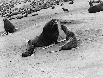 Northern fur seal bull, cow, and pup on beach with seals in background.