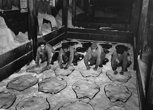 Workers salting fur seal skins in a factory.