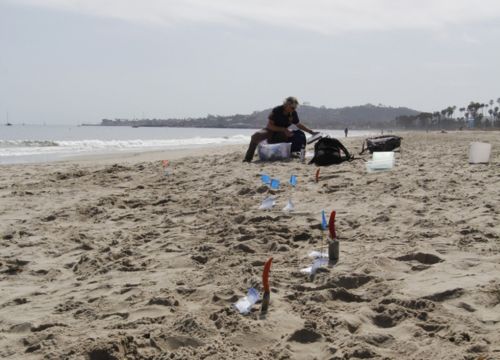 Scientist recording data on a beach with trowels and flags marking sampling site