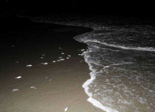 Small silver fish called grunion on a sandy beach at night.