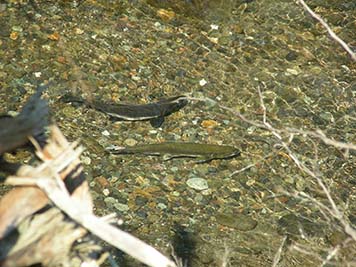 Returning salmon swim through the new engineered log jam habitat.