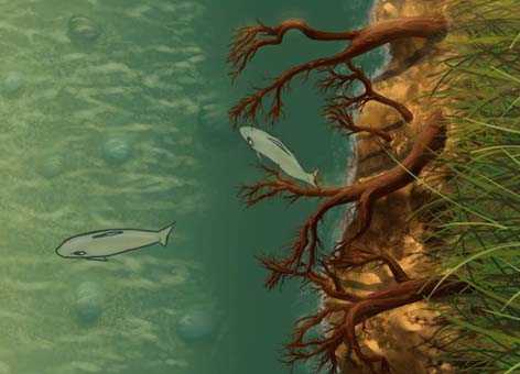 Illustration from video of two salmon swimming by tree roots.