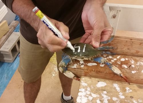 Man marking number on blue crab's shell in a lab.