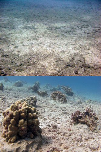 Above, barren seafloor with crushed corals. Below, healthy corals.