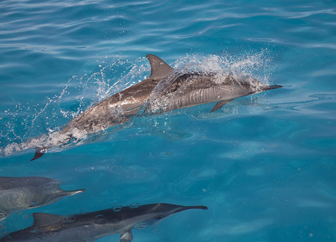 Dolphin pod swimming.