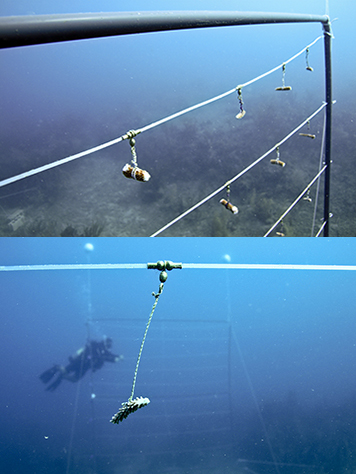 Coral fragments hang from a line underwater and a diver in the background.