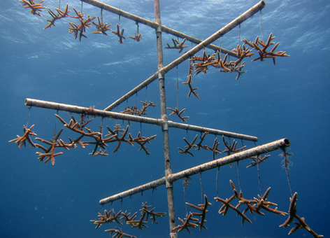 Staghorn coral fragments hanging on an underwater tree structure of PVC pipes.