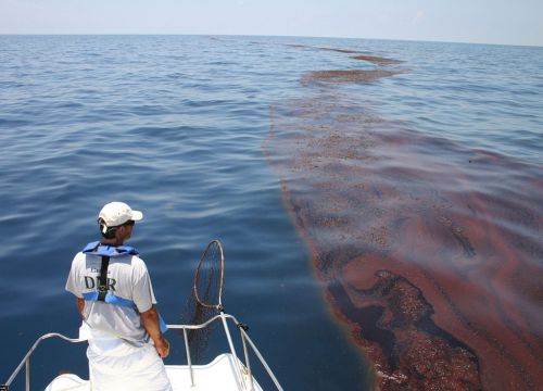  Person on boat looking oiled sargassum in the ocean.
